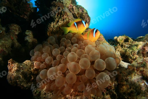 Preview: Bubble Anemone With Pair Of Ref Sea Anemonefish (Amphipiron Bicinctus)