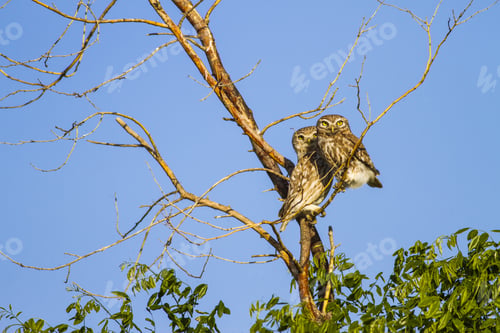 Preview: Cute Little Owls. Natural Background. Birds: Little Owl. Athene Noctua.