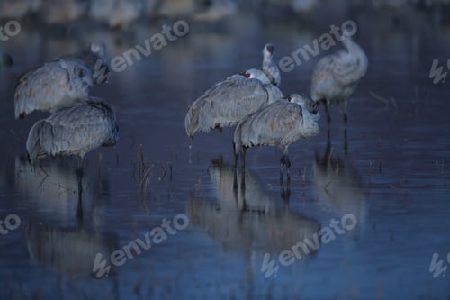 Preview: Sandhill Crane Bosque Del Apache Wildlife Reserve New Mexico Usa