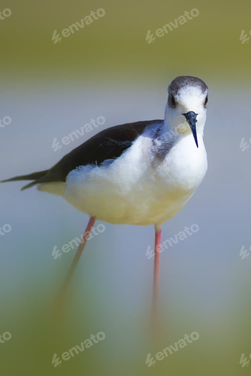 Preview: Black Winged Stilt. Himantopus Himantopus. Colorful Nature Background.