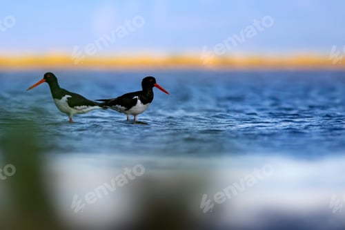 Preview: Water And Birds. Cute Colorful Water Bird Oystercatcher. Nature Background. Bird: Eurasian