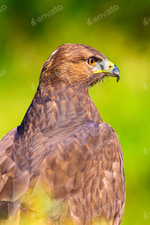 Preview: Bird Of Prey. Portrait Of Buzzard. Green Nature Background.
