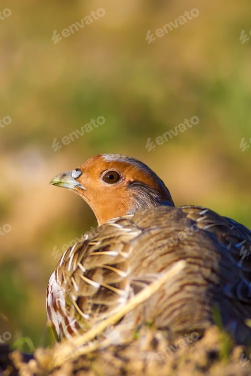 Preview: Wild Bird Partridge. Warm Colors Nature Background. Grey Partridge / Perdix Perdix