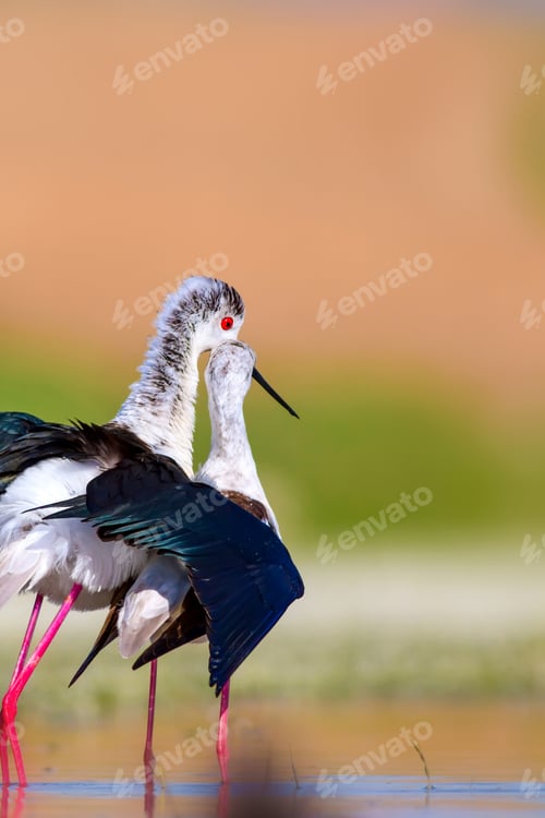 Preview: Cute Bird'S Mating. Common Water Birds. Bird; Black Winged Stilt. Himantopus Himantopus. Colorful