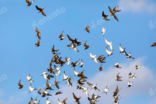 Preview: Flying Birds. Blue Sky Background. Birds: Ruff. Philomachus Pugnax.