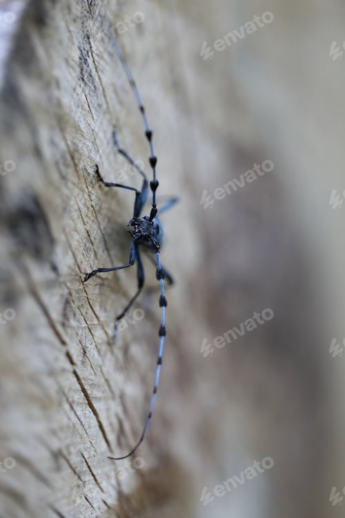 Preview: Rosalia Longicorn (Rosalia Alpina) Or Alpine Longhorn Beetle Swabian Jura Germany