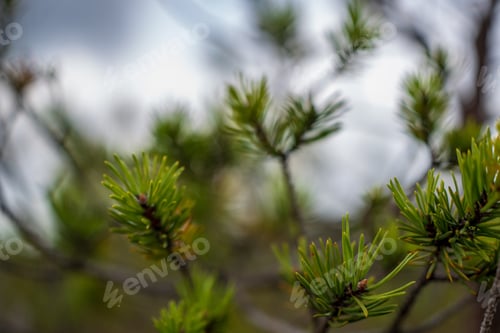 Preview: Close Up Tree Branches In Autumn And Nature Details Abstract Background