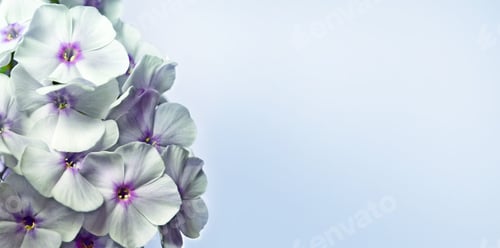 Preview: Bouquet Of Summer Flowers Phlox. Floral Background.