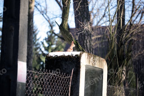 Preview: Funny Curious Red Squirrel Outdoors In Poland, Europe