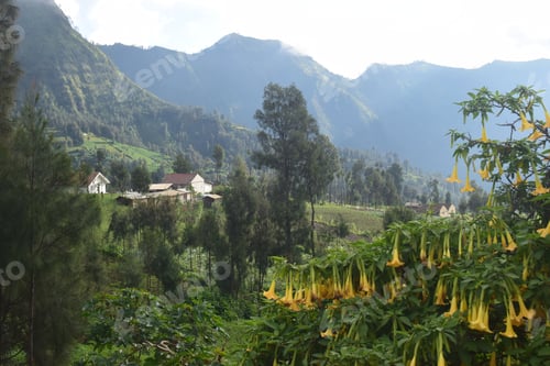 Preview: Landscape At The Foot Of The Bromo Volcano On Java With A Yellow Trumpet Flower