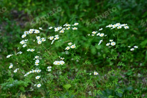 Preview: Ox-Eye Daisy (Leucanthemum Vulgare)