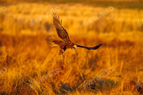 Preview: Flying Bird. Bird Of Prey. Natural Background.