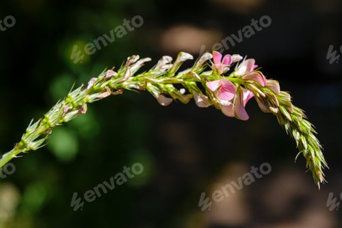 Preview: Hungarian Sainfoin (Onobrychis Arenaria) On A Sunny Day In Garden. A Bee Collects Nectar On
