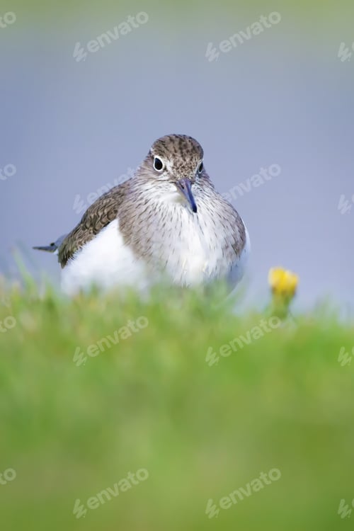 Preview: Cute Sandpiper. Green Nature And Lake Background Common Sandpiper / Actitis Hypoleucos