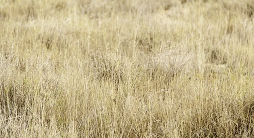 Preview: Fresh Grass, Detail Of A Green Field, Nature