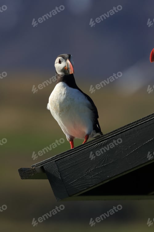 Preview: Atlantic Puffin Sitting On Observation Hut Iceland