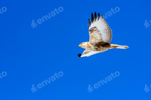 Preview: Flying Buzzard. Bird Of Prey. Blue Sky Background. Bolu Turkey.