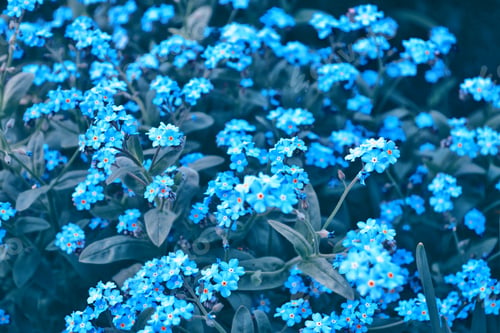 Preview: Me-Nots Wildflowers On The Background Of The Summer Landscape.