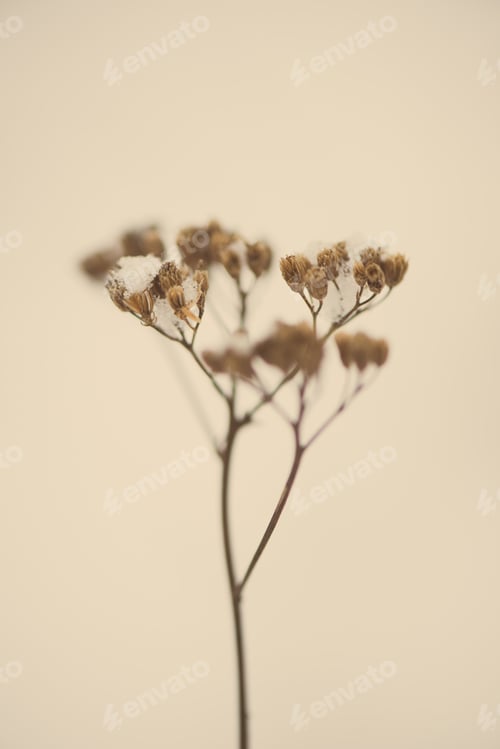 Preview: Frozen Abstract Tree Branches And Plants In Winter Snow - Aged Photo Effect, Vintage Retro