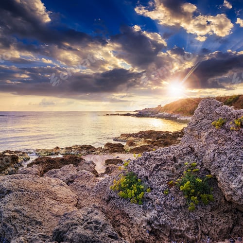 Preview: Little Yellow Flowers Grow On Sandy Boulders Near The Sea At Sunset