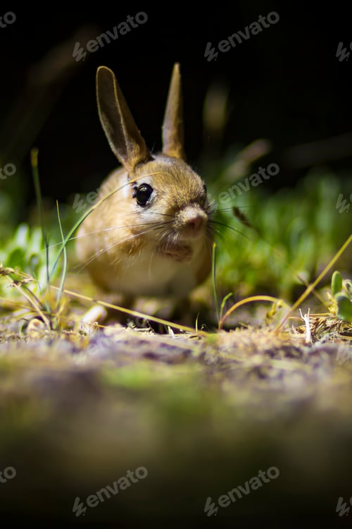 Preview: Cute Animal. Williams Jerboa, Allactaga Williamsi. Green Nature Habitat Background. Kayseri