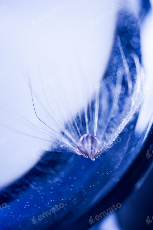 Preview: Macro, Abstract Composition With Colorful Water Drops On Dandelion Seeds