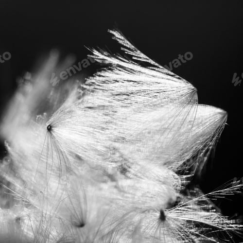 Preview: Black And White, Abstract Composition With Dried Plants Seeds. Looks Like Dandelion Seeds