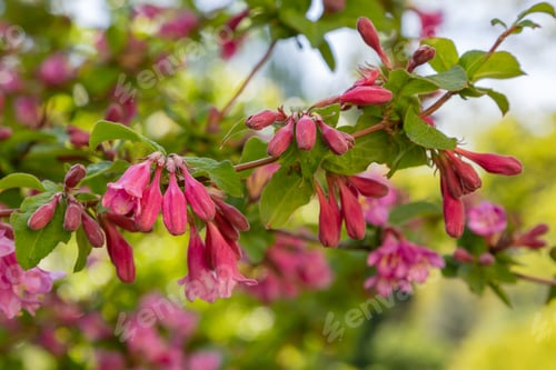 Preview: Flowers Of Weigela Florida. Blooming Pink Weigela (Weigela Florida) In Spring Garden In Sunny Day