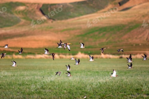 Preview: Flying Birds. Green Yellow And Brown Nature Habitat Background. Flying Water Birds.