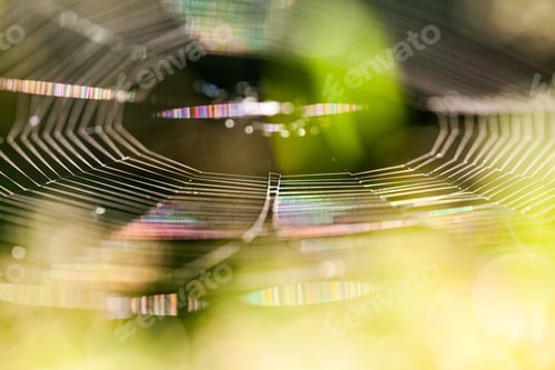 Preview: Abstract Composition With Spider Web Details And Natural Colors