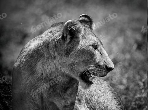 Preview: Lioness In The Serengeti National Park, Tanzania