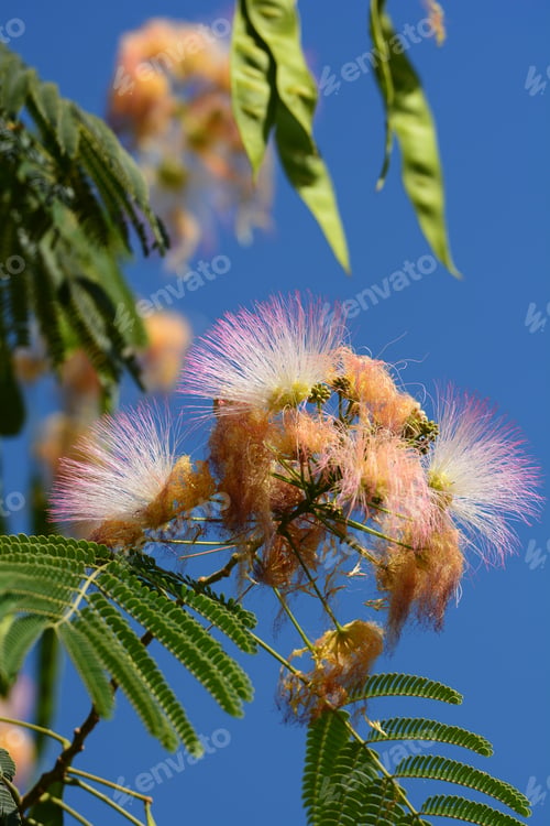 Preview: Mimosa (Fabaceae) In Bloom, Armenia