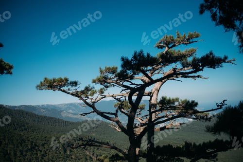 Preview: Day Mountain Landscape. Old Trees On Mountain Slopes On A Glossy Day