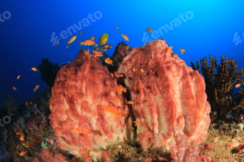 Preview: Underwater Coral Reef With Fish In Indian Ocean