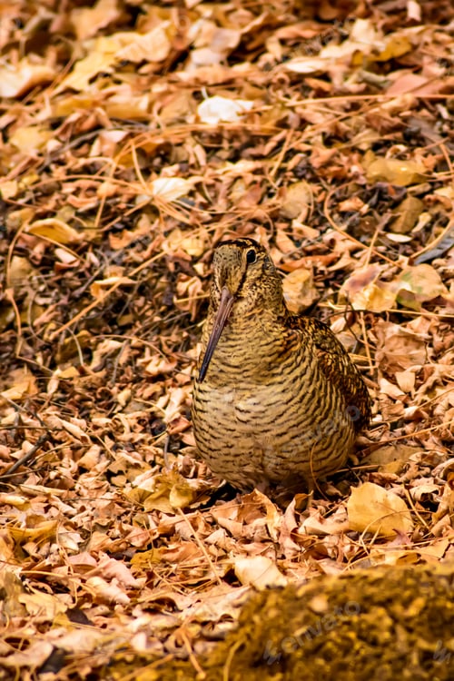 Preview: Woodcock And Dry Leaves. Nature Background.