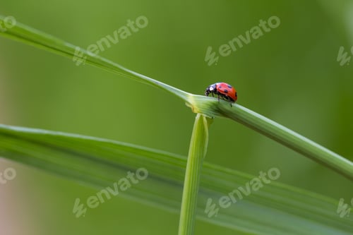 Preview: Beautiful Macro Shoot Of Ladybug Sitting On Grass Leaf.