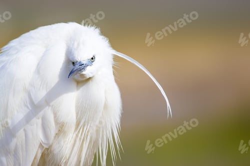 Preview: Beautiful White Heron. Colorful Nature Background. Heron Bird: Little Egret. Egretta Garzetta.