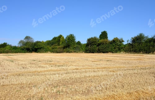 Preview: Dry Harvested Crop Field During The Uk Summer Heatwave 2018