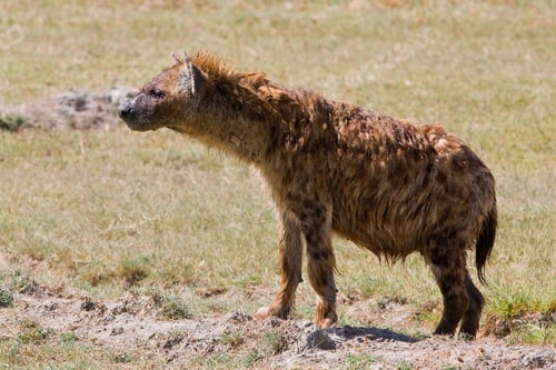 Preview: Spotted Hyena - Ngorongoro Crater, Safari, Tanzania, East Africa