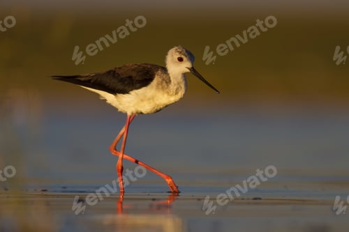 Preview: Long Legged Water Bird. Colorful Nature Background. Bird: Black Winged Stilt. Himantopus Himantopus.