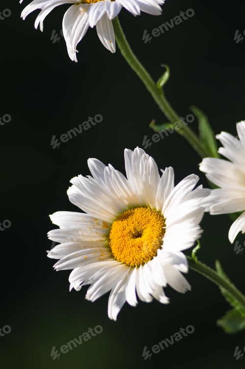 Preview: Blooming Camomile, Selective Focus