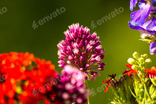 Preview: A Bouquet Of Bright Spring Flowers Of Various Types