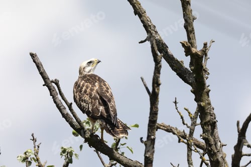 Preview: Young Buzzard Common Buzzard (Buteo Buteo)
