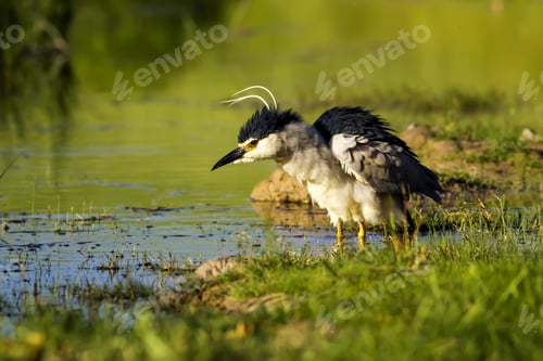 Preview: Nature And Bird. Heron: Black Crowned Night Heron. Green Nature Background.