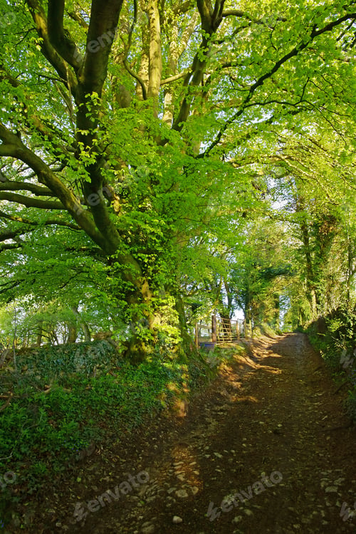 Preview: Golden Early Sunlight Filtering Through The Leaves Of A Majestic Beech Tree, Fagus Sylvatica, In