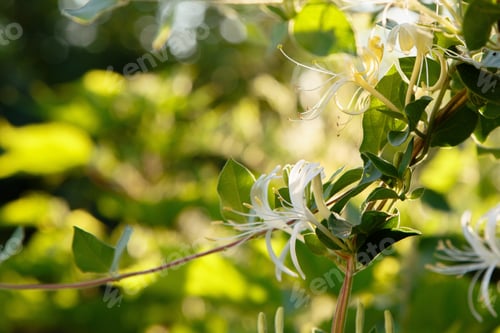 Preview: White Lonicera Japonica (Caprifolium Perfoliate) Honeysuckle Flowers. Golden-And-Silver Or Japanese