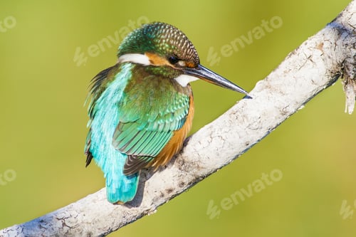 Preview: Cute Little Colorful Bird. Kingfisher. Green Yellow Nature Background. Bird: Common Kingfisher