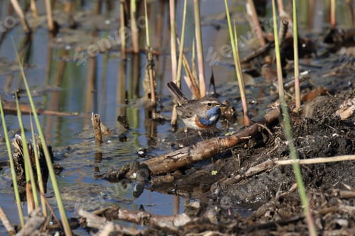 Preview: Bluethroat (Luscinia Svecica Cyanecula), Germany