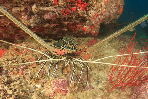 Preview: Spiny Lobster