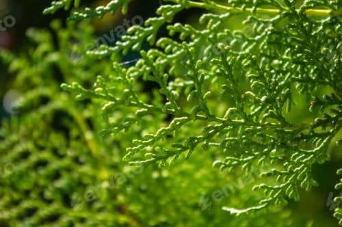 Preview: Incense Cedar Tree Calocedrus Decurrens Branch Close Up.